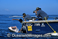 Shark wrangler fends off Great White Shark Photo - Gary Bell
