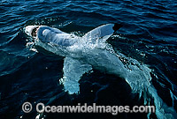 Great White Shark Carcharodon carcharias Photo - Gary Bell