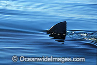 Great White Shark dorsal fin Photo - Gary Bell