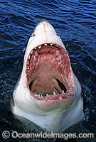 Great White Shark with open jaws Photo - Gary Bell