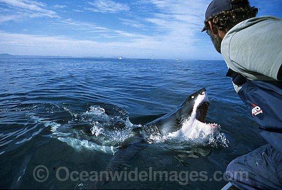 Great White Shark with open jaws photo Great White Shark with open jaws photo