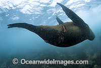 Cape Fur Seal with Great White Shark Photo - Gary Bell