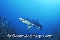 Sand Tiger Shark Photo - Gary Bell