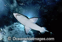 Sand Tiger Shark Carcharias taurus Photo - Gary Bell