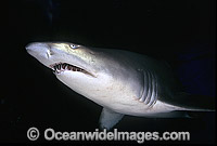 Grey Nurse Shark Photo - Gary Bell