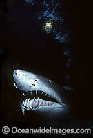 Sand Tiger Shark Carcharias taurus Photo - Gary Bell