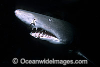 Sand Tiger Shark Carcharias taurus Photo - Gary Bell