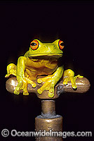 Red-eyed Tree Frog on Garden tap Photo - Gary Bell