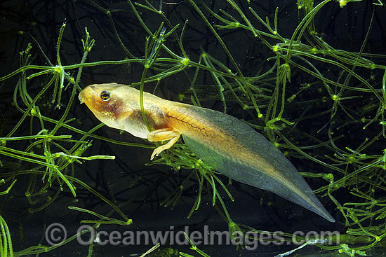 Green Golden Bell Frog Litoria aurea tadpole photo