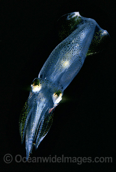 Luminous Bay Squid Loliolus noctiluca photo Luminous Bay Squid Loliolus noctiluca photo