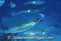 Bigfin Reef Squid Sepioteuthis lessoniana Photo - Gary Bell