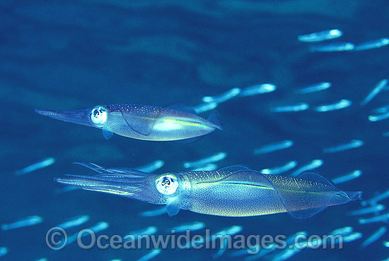 Bigfin Reef Squid photo Bigfin Reef Squid photo