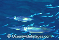 Bigfin Reef Squid Photo - Gary Bell