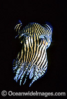 Striped Pyjama Squid Sepioloidea lineolata Photo - Gary Bell