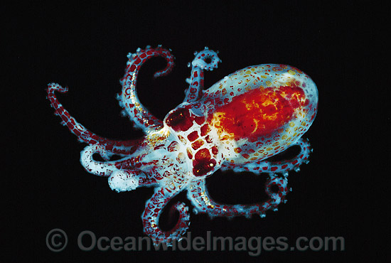 Bobtail Squid Sepiola sp. photo Bobtail Squid Sepiola sp. photo
