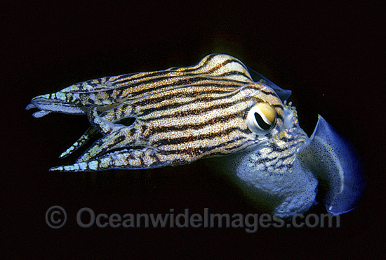 Striped Pyjama Squid Sepioloidea lineolata photo Striped Pyjama Squid Sepioloidea lineolata photo