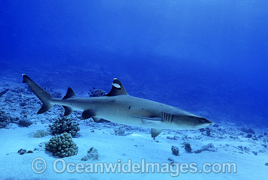 Whitetip Reef Shark Triaenodon obesus photo