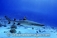 Whitetip Reef Shark Triaenodon obesus Photo - Gary Bell