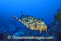 Banded Wobbegong Shark Photo - Gary Bell