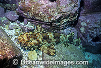Banded Wobbegong Shark Photo - Gary Bell