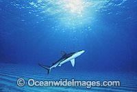 Galapagos Shark Carcharhinus galapagensis Photo - Gary Bell