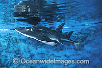 Shark Ray Rhina ancylostoma Photo - Gary Bell