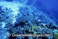 Tawny Shark Nebrius ferrugineus Photo - Gary Bell