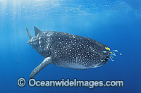 Whale Shark with Pilot Fish around mouth Photo - Gary Bell