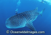 Whale Shark and Scuba Diver Photo - Gary Bell
