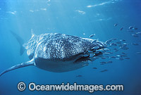 Whale Shark with Pilot Fish around mouth Photo - Gary Bell