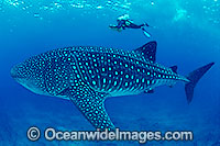 Whale Shark and Scuba Diver Photo - Gary Bell