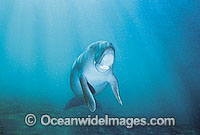 Dugong Photo - Gary Bell