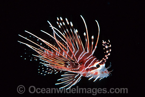 White-lined Lionfish Pterois radiata photo White-lined Lionfish Pterois radiata photo