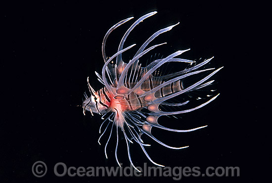 Common Lionfish Pterois volitans photo Common Lionfish Pterois volitans photo