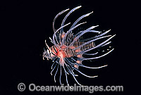 Common Lionfish Pterois volitans Photo - Gary Bell
