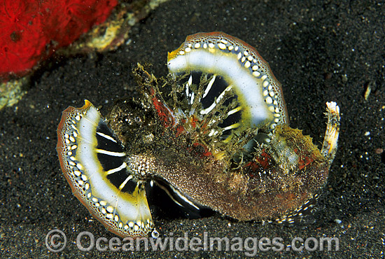 Devilfish Inimicus didactylus photo