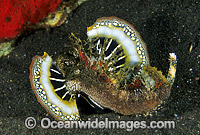 Devilfish Inimicus didactylus Photo - Gary Bell
