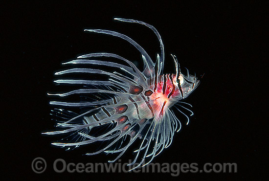 Common Lionfish Pterois volitans photo Common Lionfish Pterois volitans photo