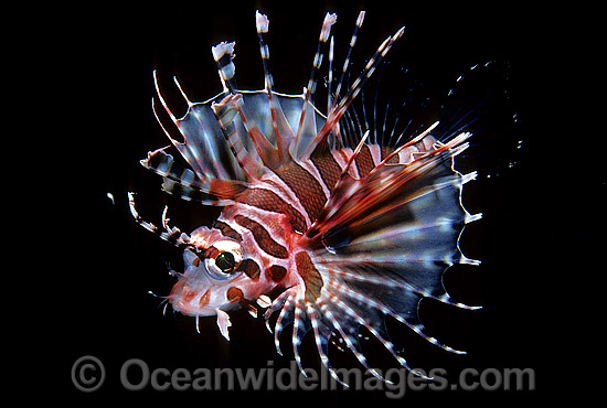 Zebra Lionfish Dendrochirus zebra adolescent photo Zebra Lionfish Dendrochirus zebra adolescent photo