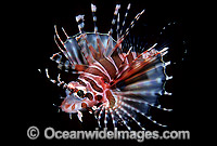Zebra Lionfish Dendrochirus zebra adolescent Photo - Gary Bell