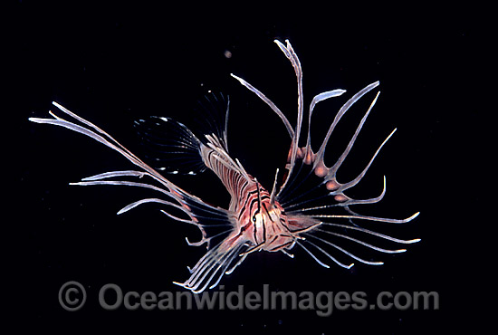 Common Lionfish Pterois volitans photo