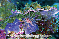 Ragged-finned Lionfish Pterois antennata Photo - Gary Bell