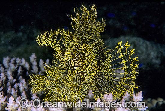 Lacy Scorpionfish Rhinopias aphanes photo Lacy Scorpionfish Rhinopias aphanes photo