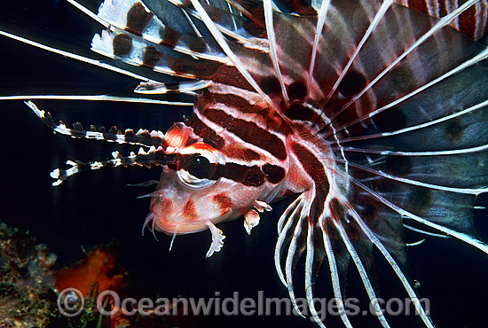 Zebra Lionfish Dendrochirus zebra photo Zebra Lionfish Dendrochirus zebra photo