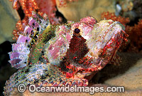 Small-scale Scorpionfish Scorpaenopsis oxycephala Photo - Gary Bell