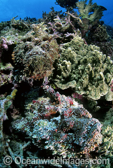 Two Reef Stonefish photo Two Reef Stonefish photo