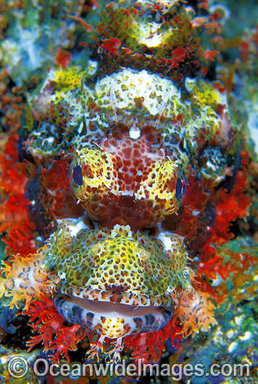 Small-scale Scorpionfish photo