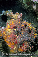 Reef Stonefish Photo - Gary Bell