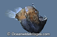 Humpback Anglerfishshowing luminescent lure Photo - Rudie Kuiter