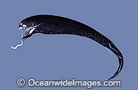 Dragonfish Melanostomias niger Deep sea fish Photo - Rudie Kuiter